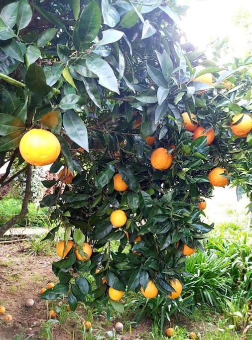 托马尔Casa Alegria - The Orangery公寓 外观 照片