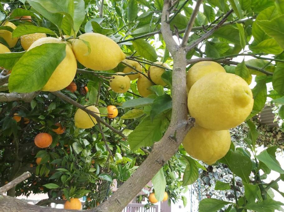 托马尔Casa Alegria - The Orangery公寓 外观 照片